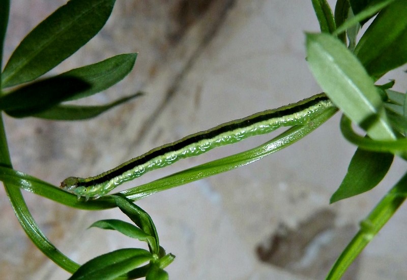 Ciclo vitale: Catarhoe cuculata, Geometridae